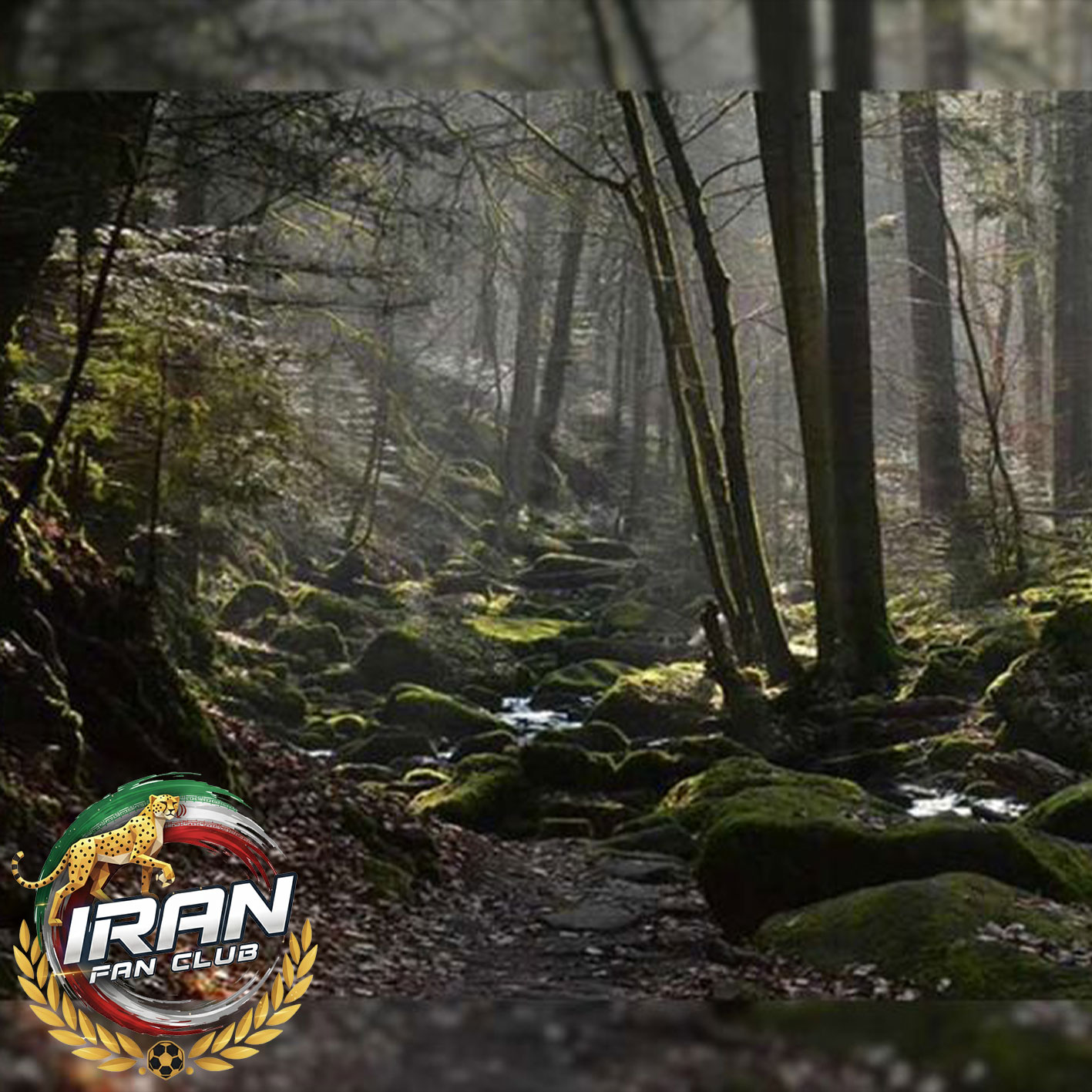 جنگل جیغ ایران؛ جایی که شب‌ها «جنگل فریاد می‌زند»