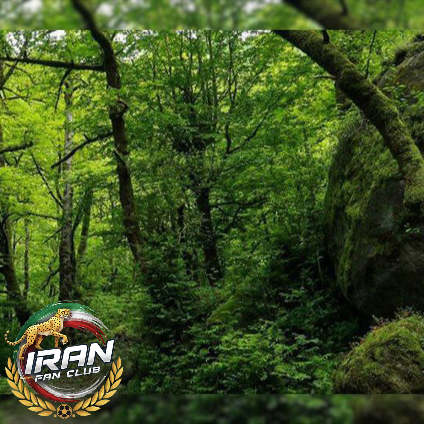 جنگل جیغ ایران؛ جایی که شب‌ها «جنگل فریاد می‌زند»