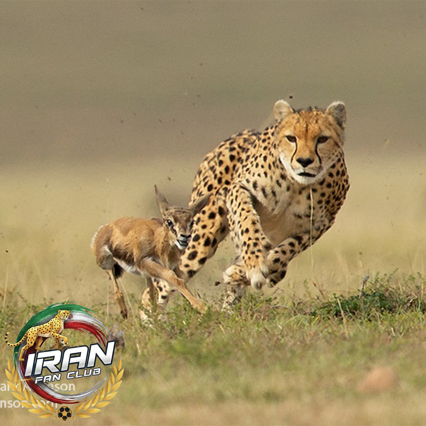 یوزپلنگ؛ قهرمان سرعت که با قلبش مسابقه می‌دهد
