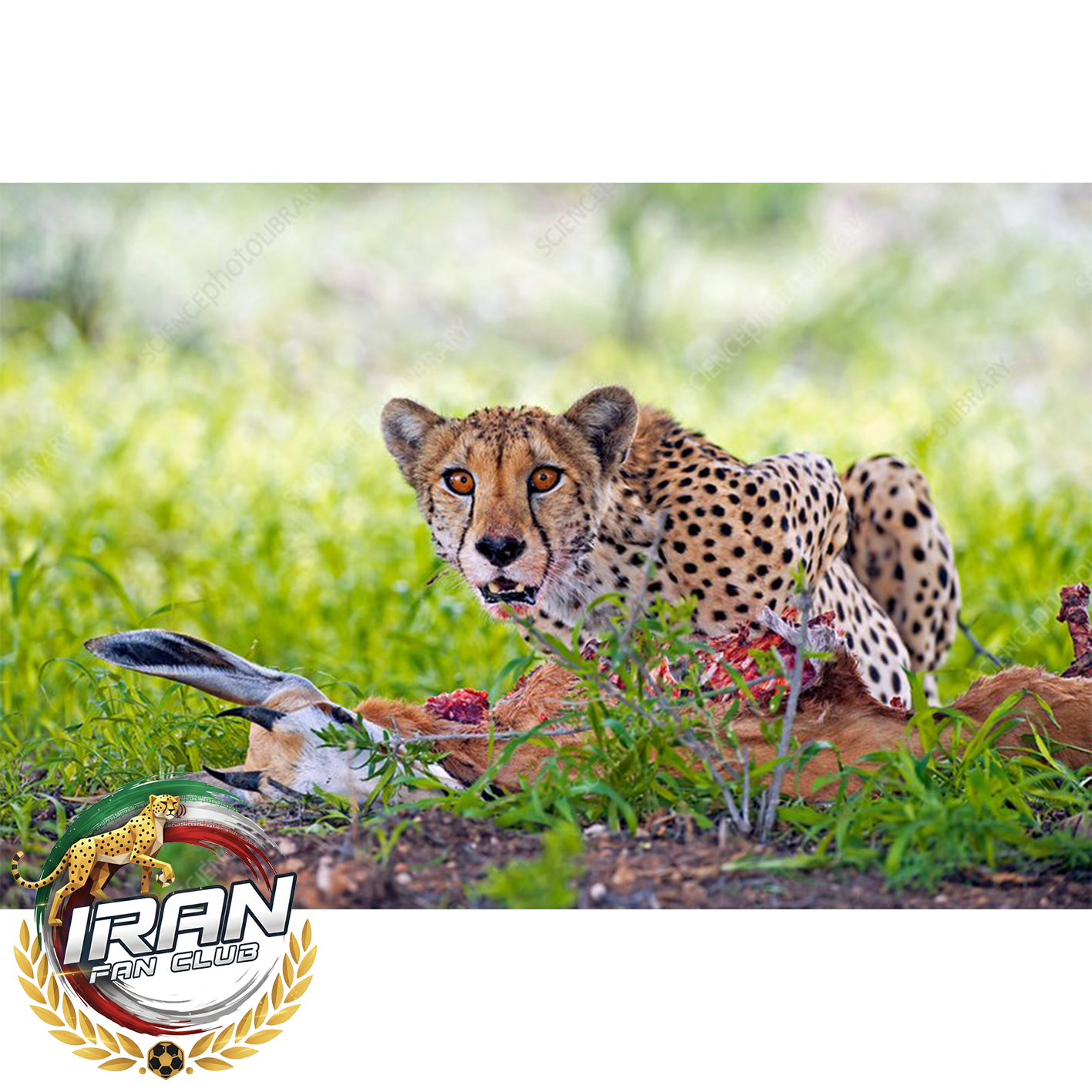 یوزپلنگ؛ قهرمان سرعت که با قلبش مسابقه می‌دهد