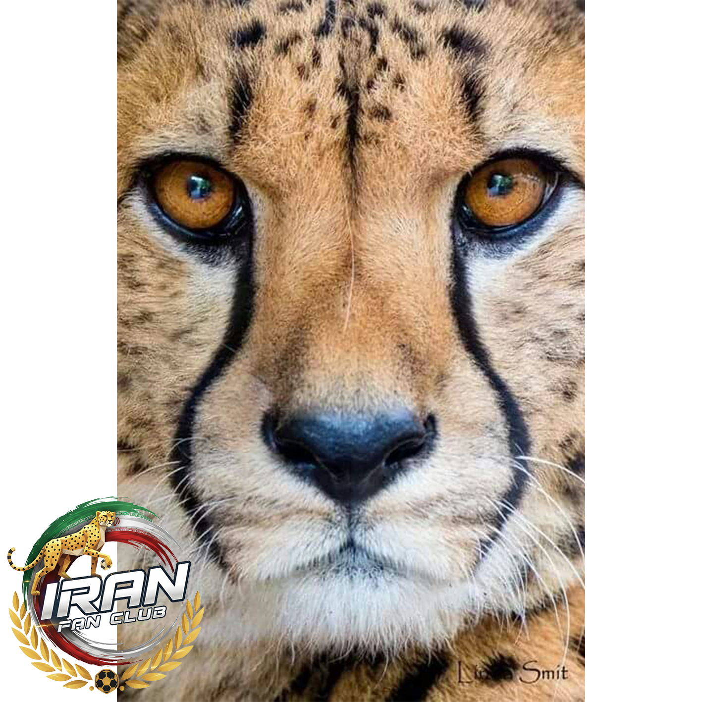 یوزپلنگ؛ قهرمان سرعت که با قلبش مسابقه می‌دهد