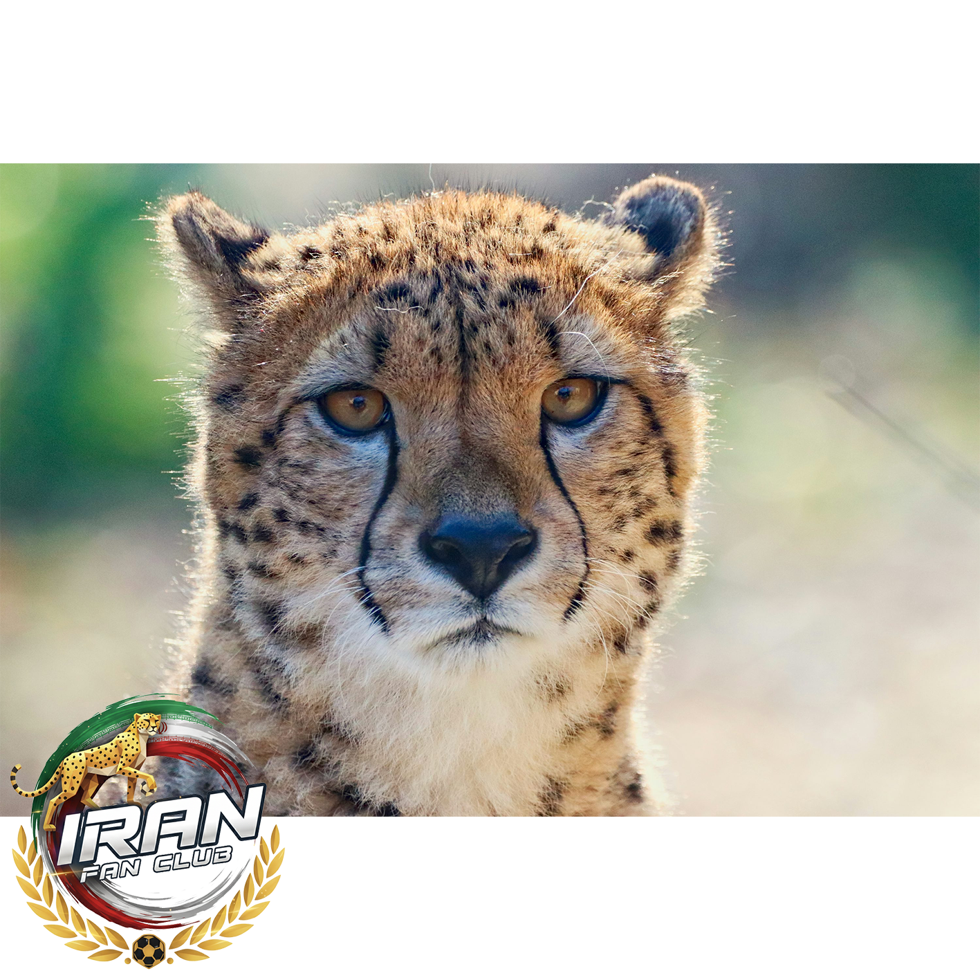 یوزپلنگ؛ قهرمان سرعت که با قلبش مسابقه می‌دهد