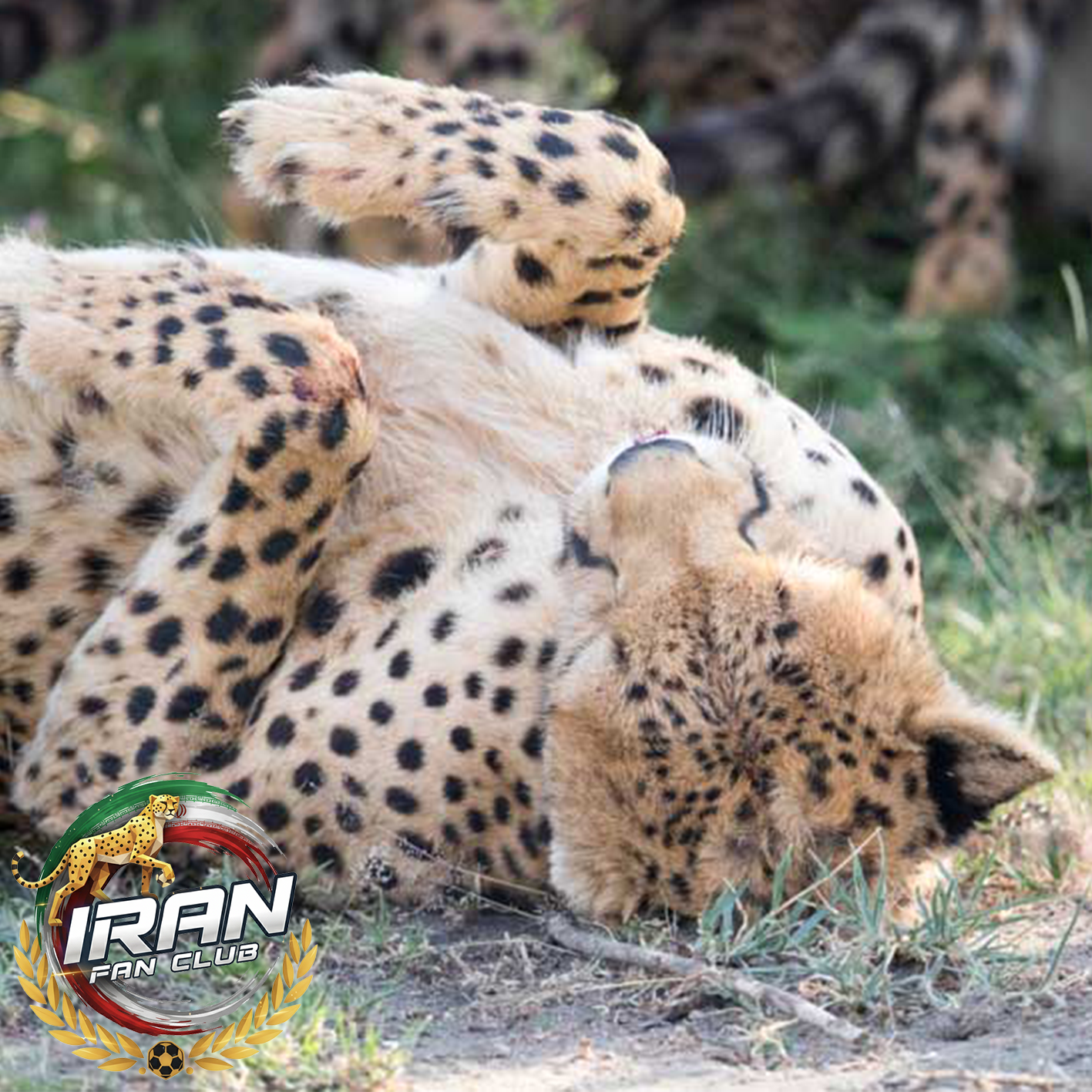 یوزپلنگ؛ قهرمان سرعت که با قلبش مسابقه می‌دهد