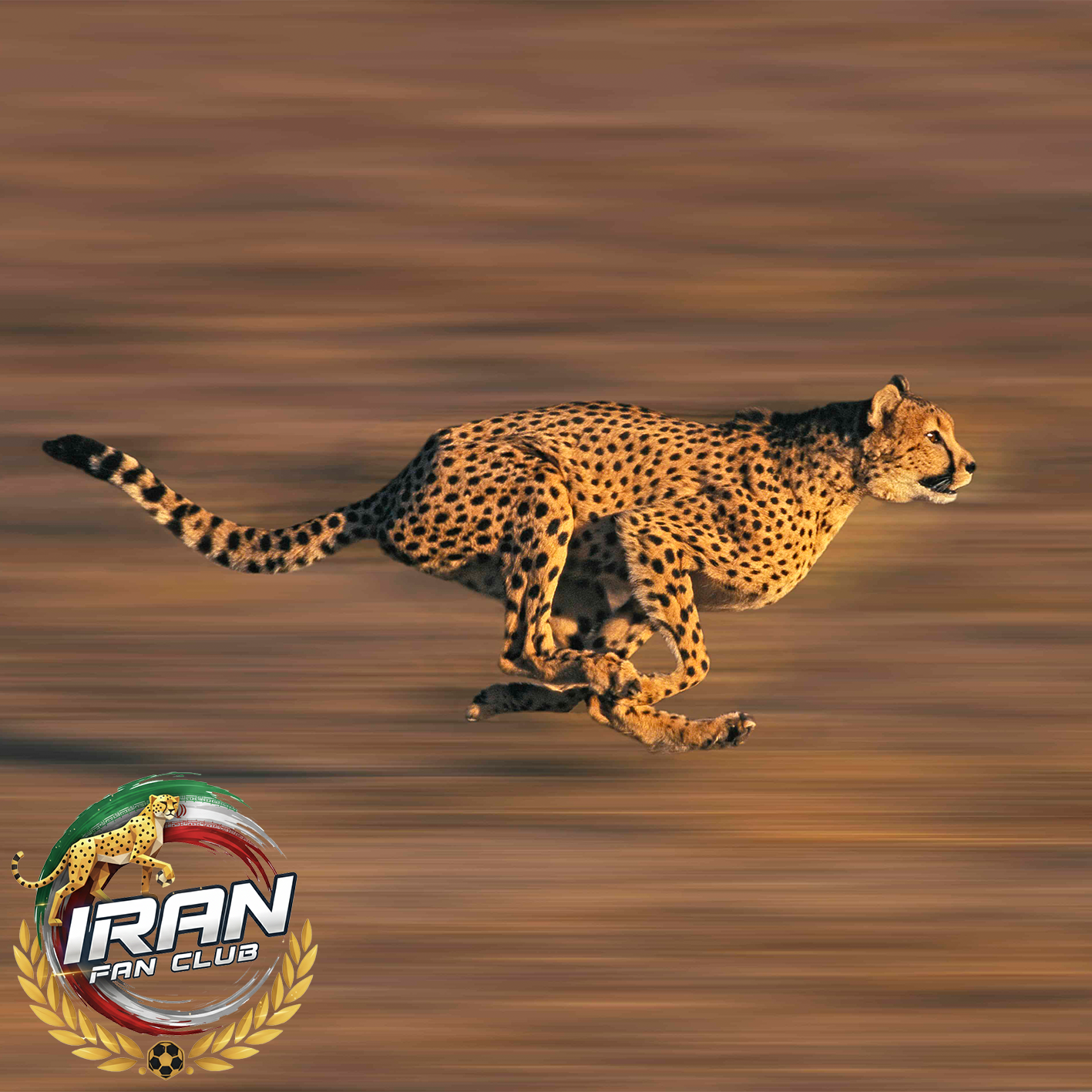 یوزپلنگ؛ قهرمان سرعت که با قلبش مسابقه می‌دهد